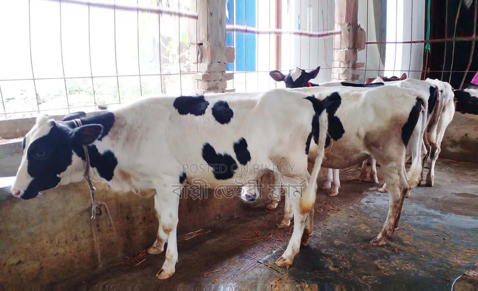 Serial No. 1624, 4 heifers.