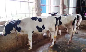 Serial No. 1624, 4 heifers.