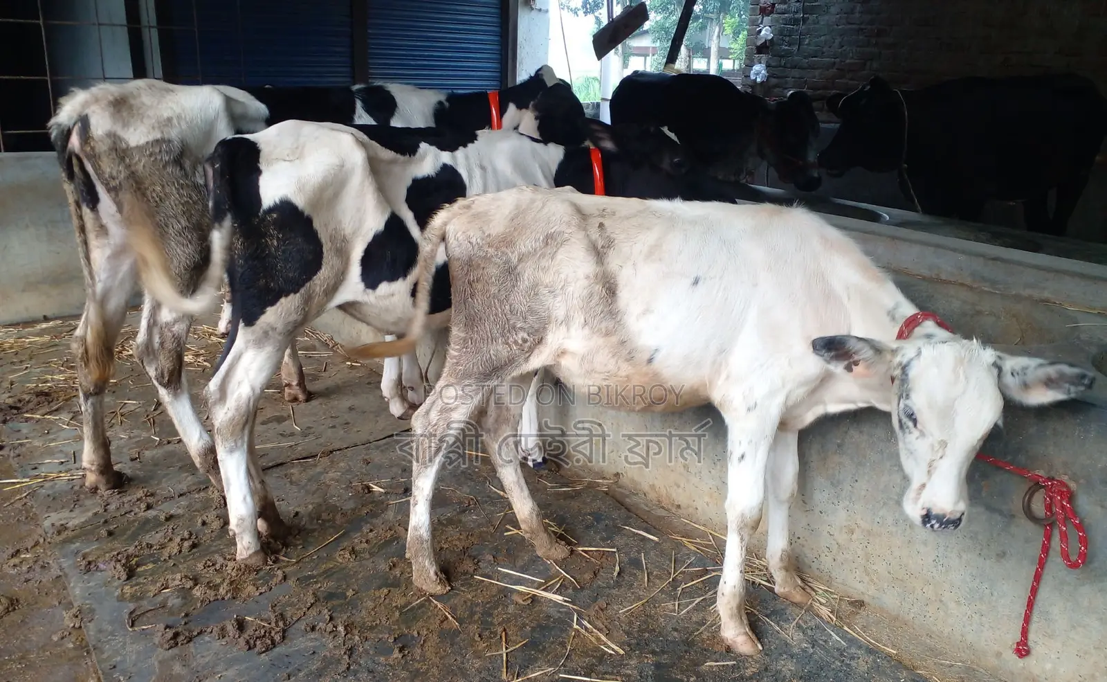 Serial No. 1625, 3 heifers will be sold.