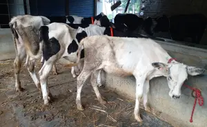 Serial No. 1625, 3 heifers will be sold.