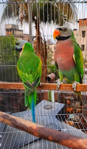 1 Pair Red-Breasted Alexandrine Parrot for Sale