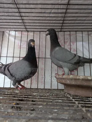 Duty Pigeon for sale. Egg-laying running pair.