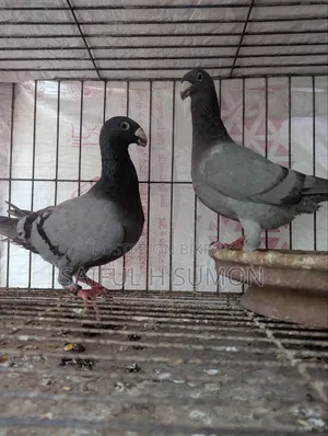 Duty Pigeon for sale. Egg-laying running pair.