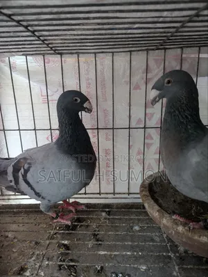 Duty Pigeon for sale. Egg-laying running pair.