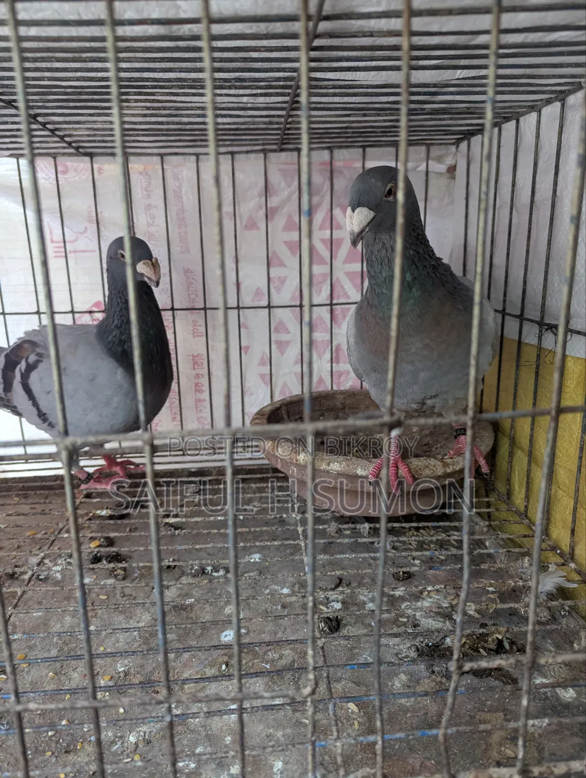 Duty Pigeon for sale. Egg-laying running pair.