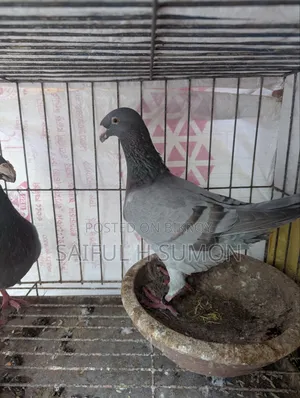 Duty Pigeon for sale. Egg-laying running pair.