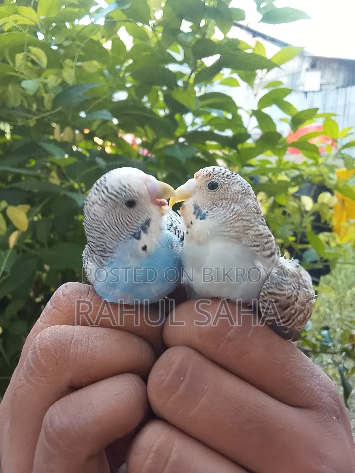 Pet Budgerigar Bird For Sale