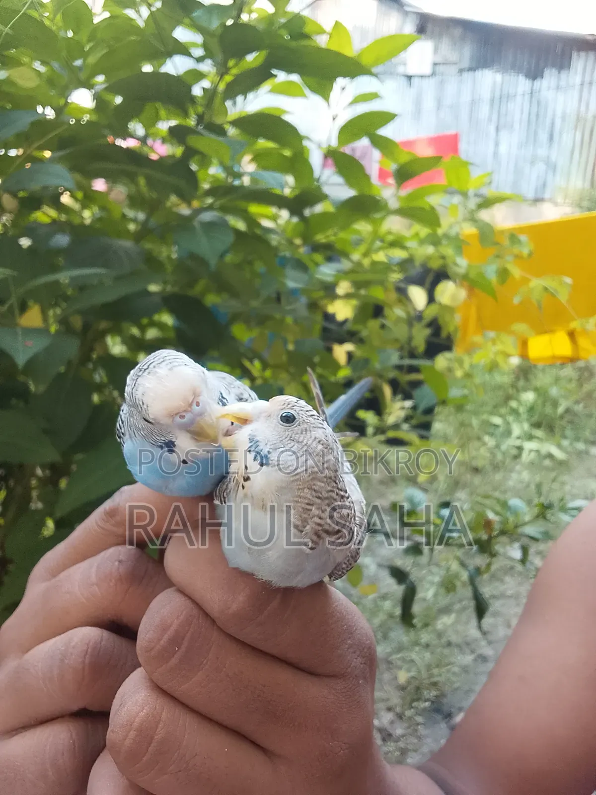 Pet Budgerigar Bird For Sale