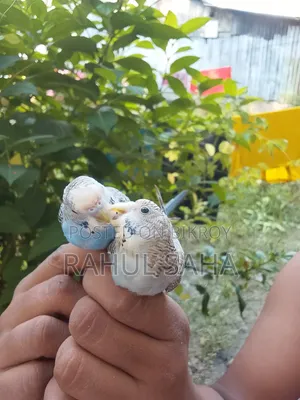 Pet Budgerigar Bird For Sale