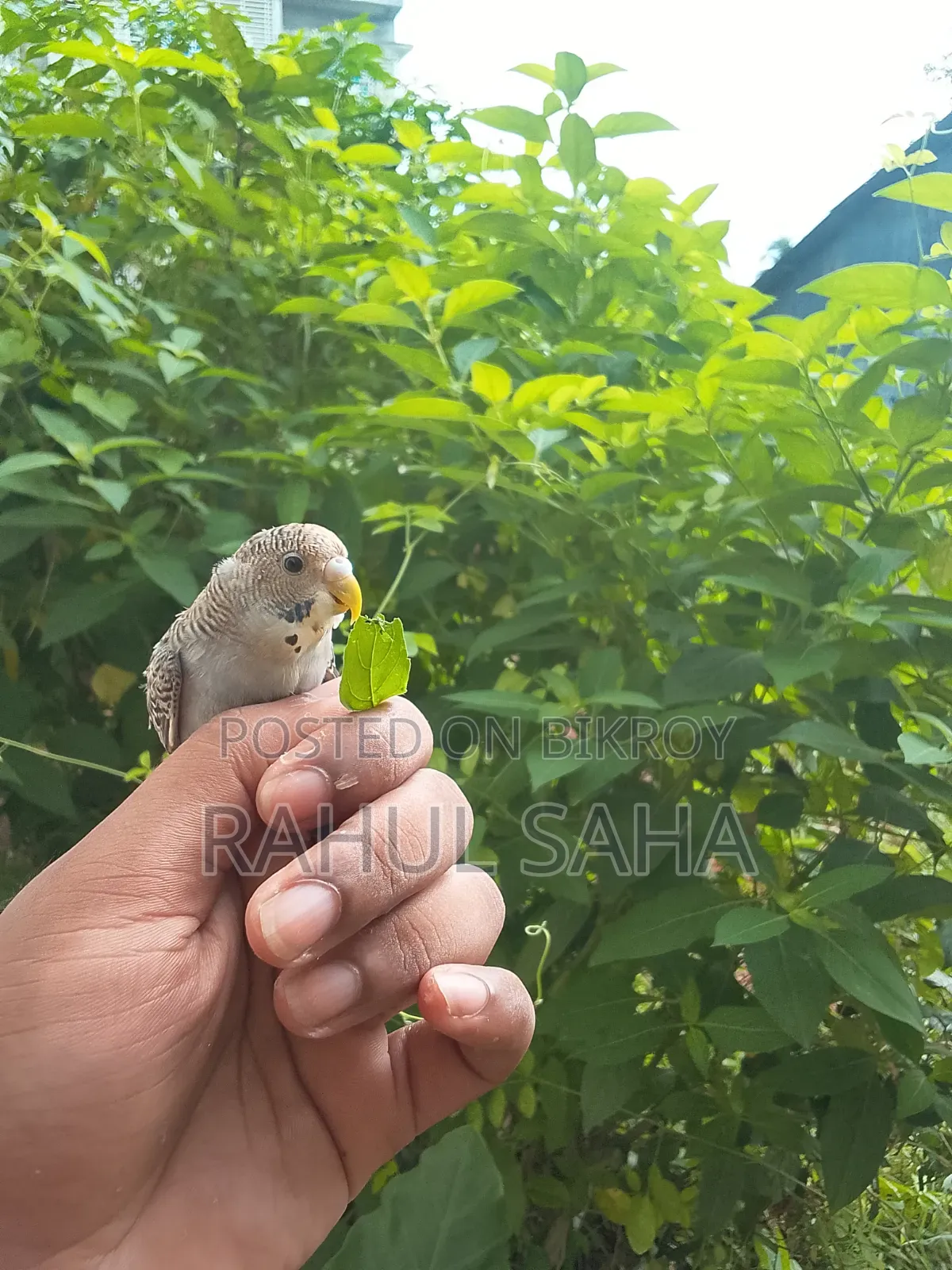 Pet Budgerigar Bird For Sale