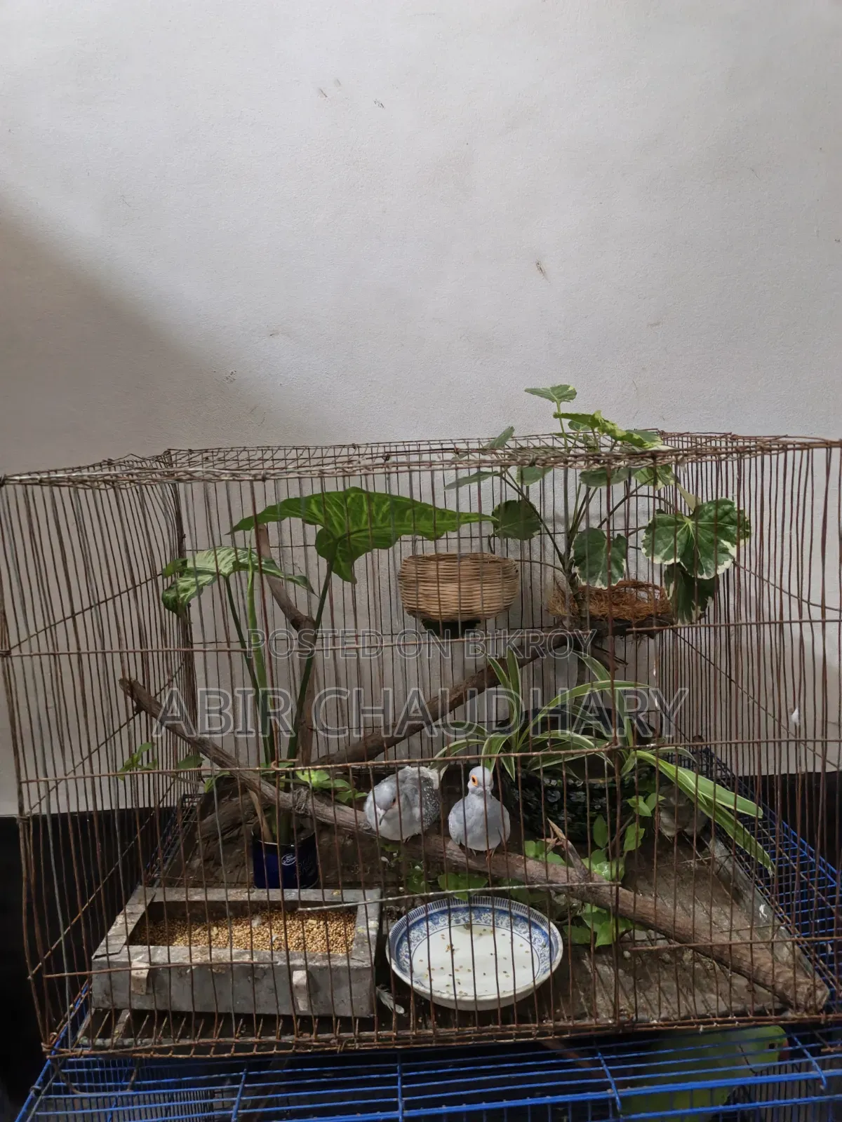 Pair of Birds Egg and Chick Running