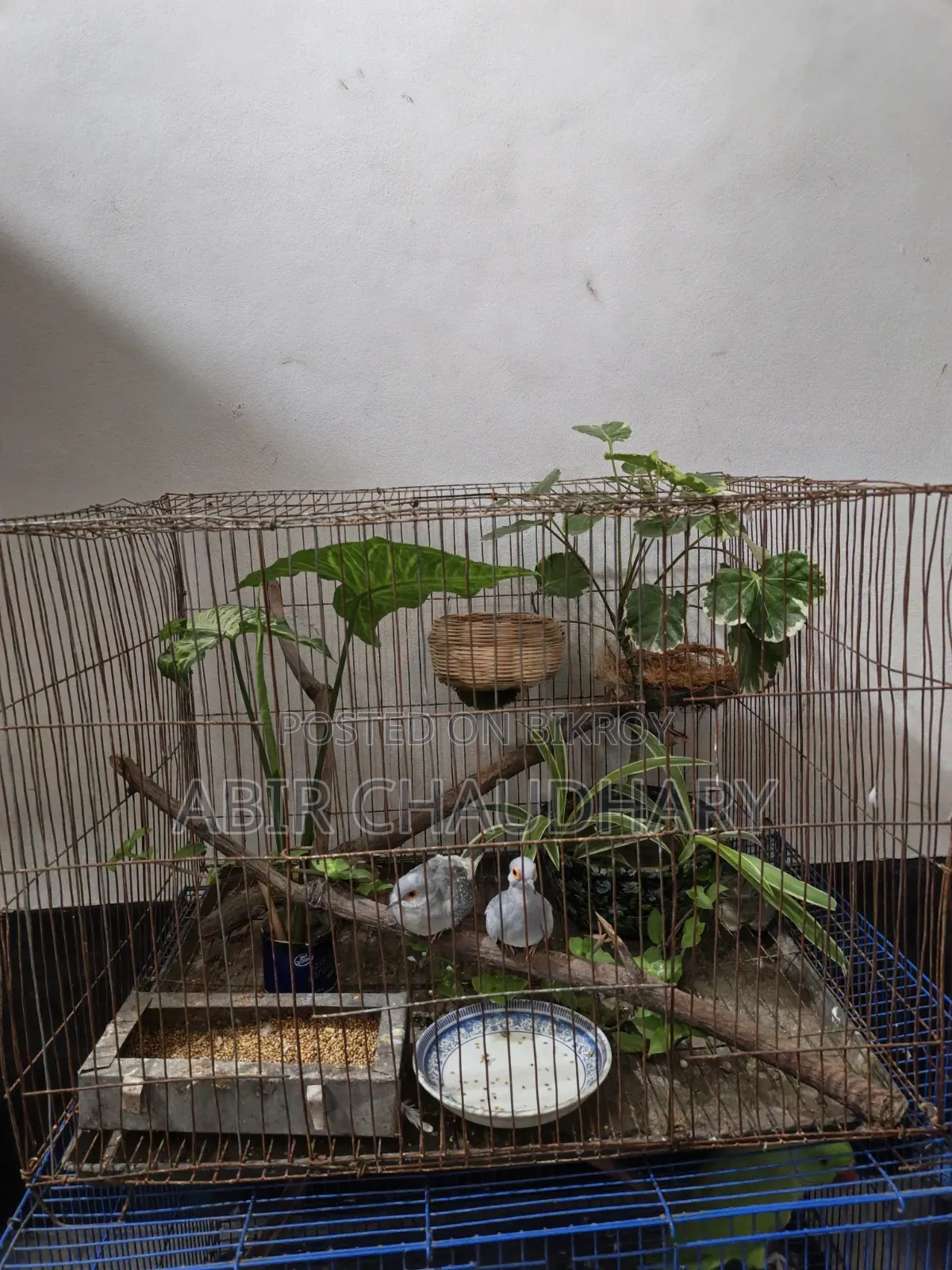 Pair of Birds Egg and Chick Running