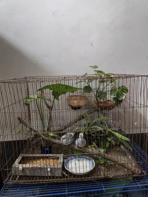 Pair of Birds Egg and Chick Running