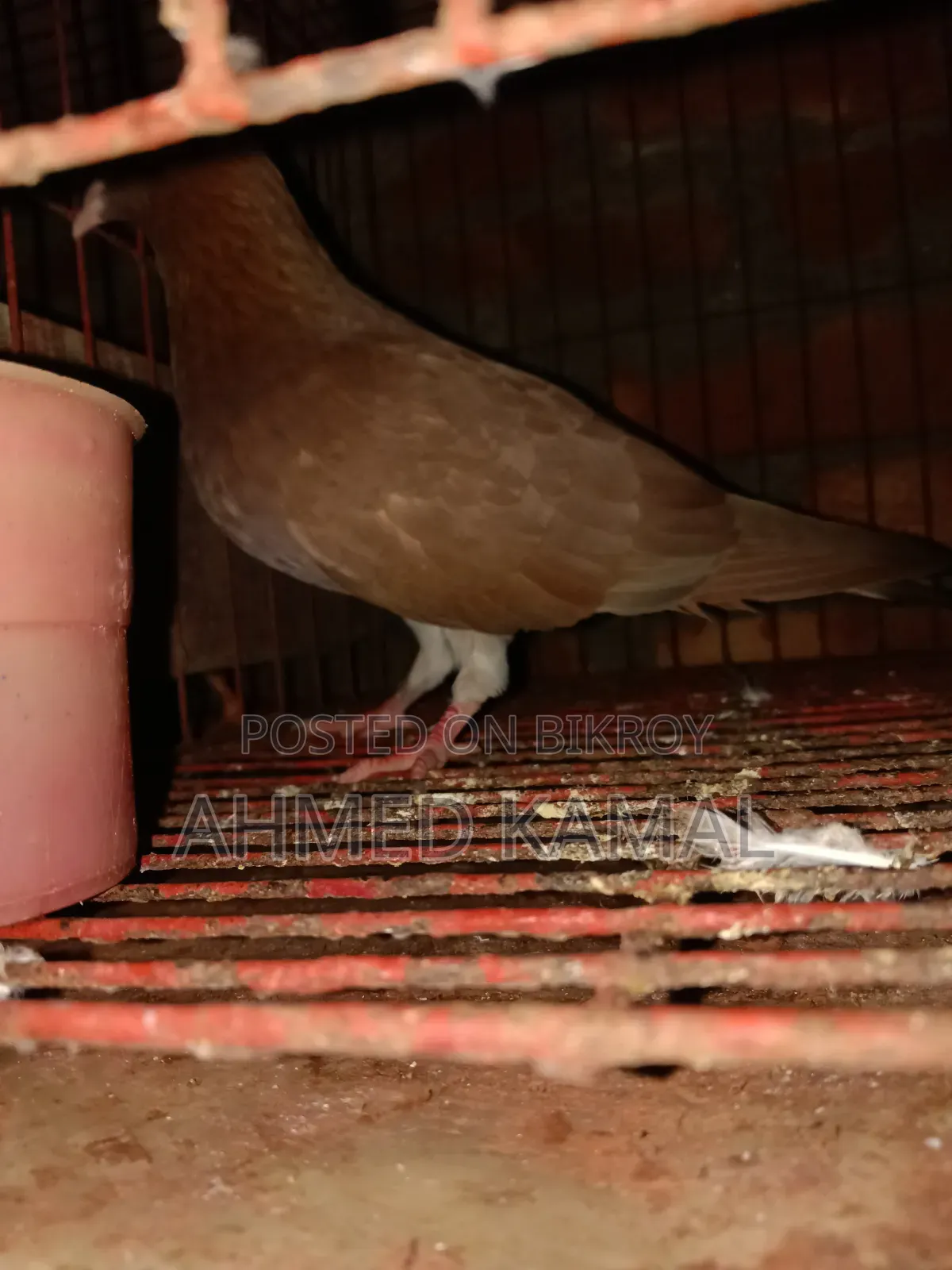Red Chulli Male