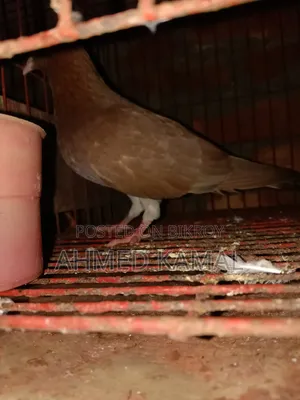 Red Chulli Male