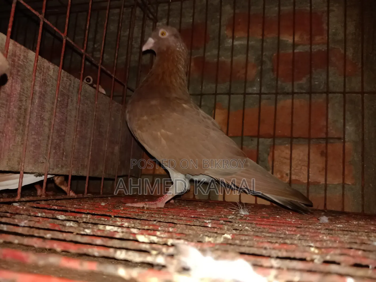 Red Chulli Male