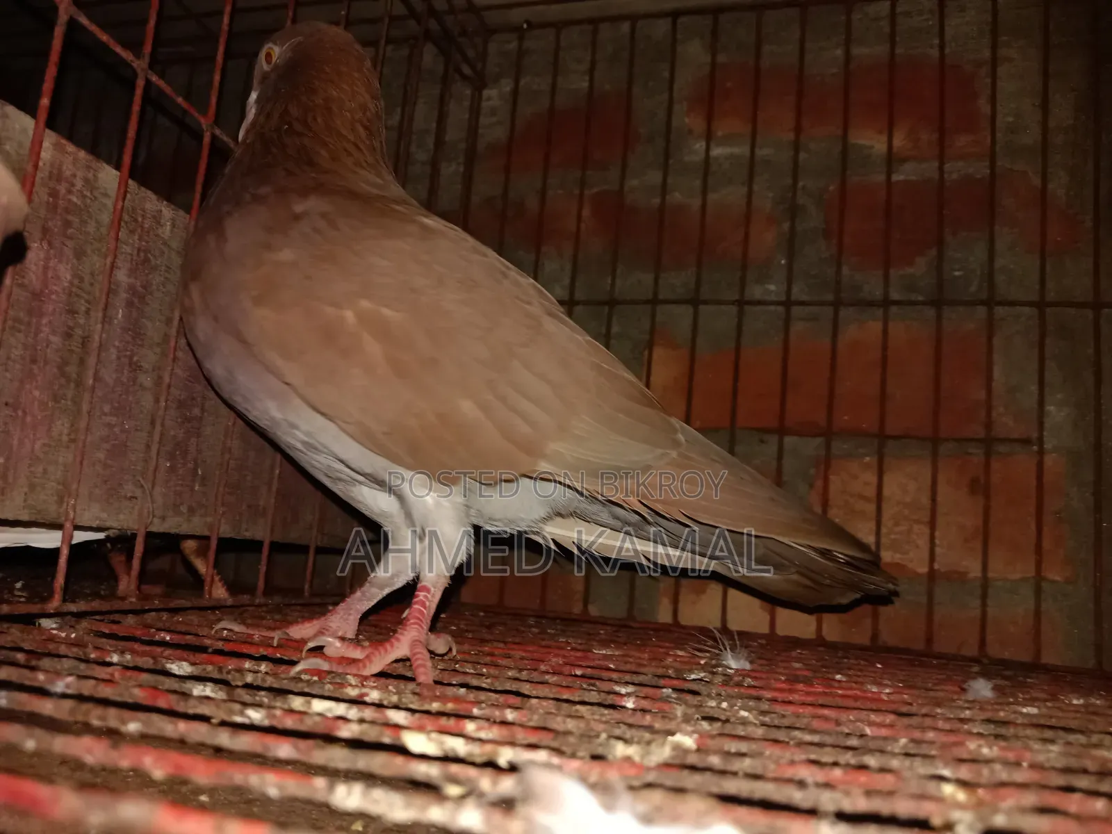 Red Chulli Male
