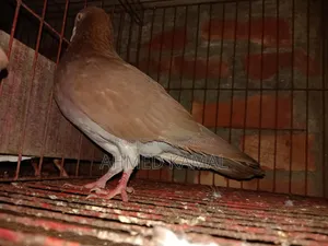 Red Chulli Male