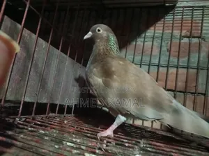 Red Chulli Male