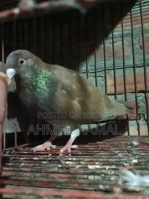 Red Chulli Male