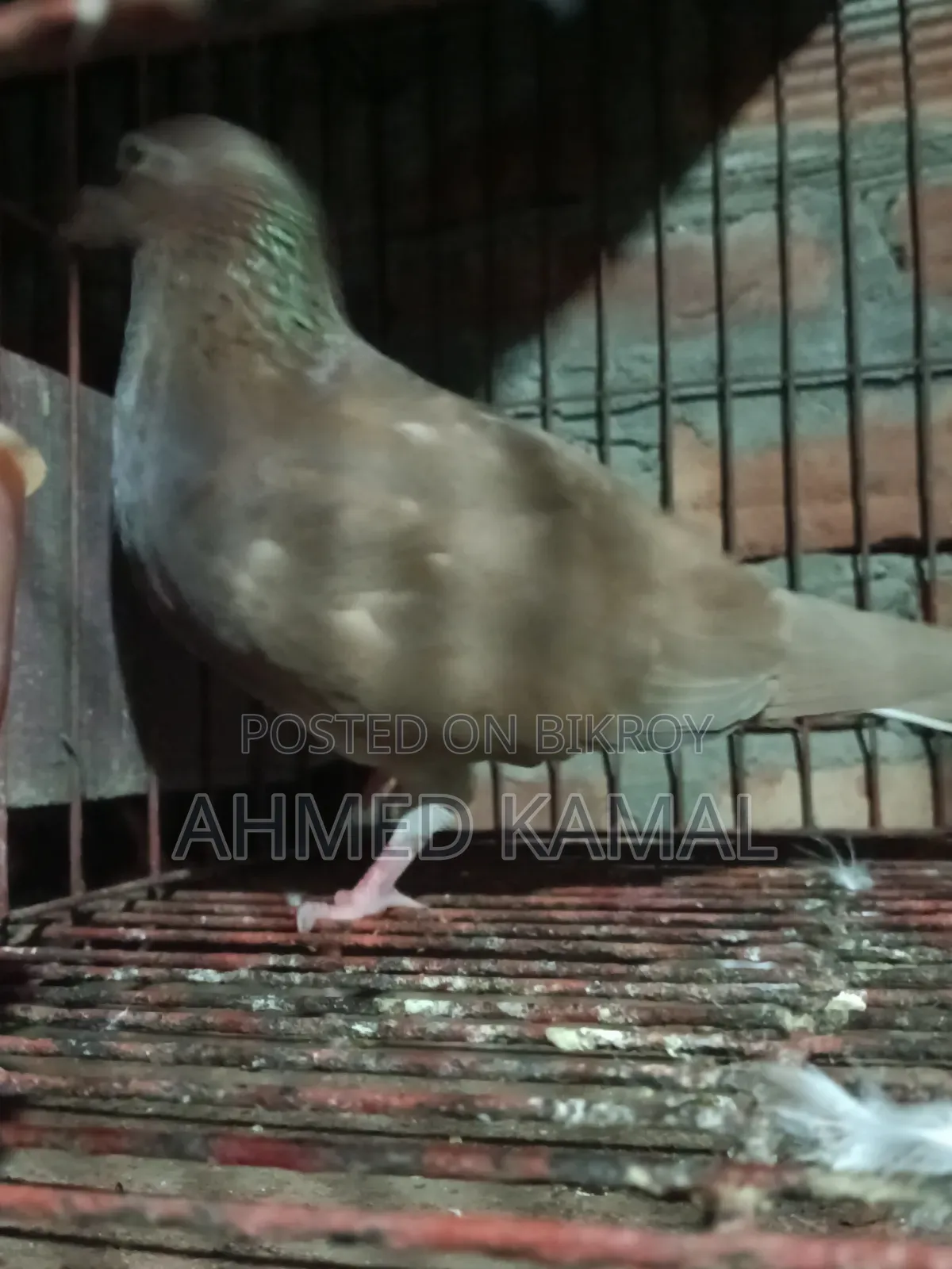 Red Chulli Male