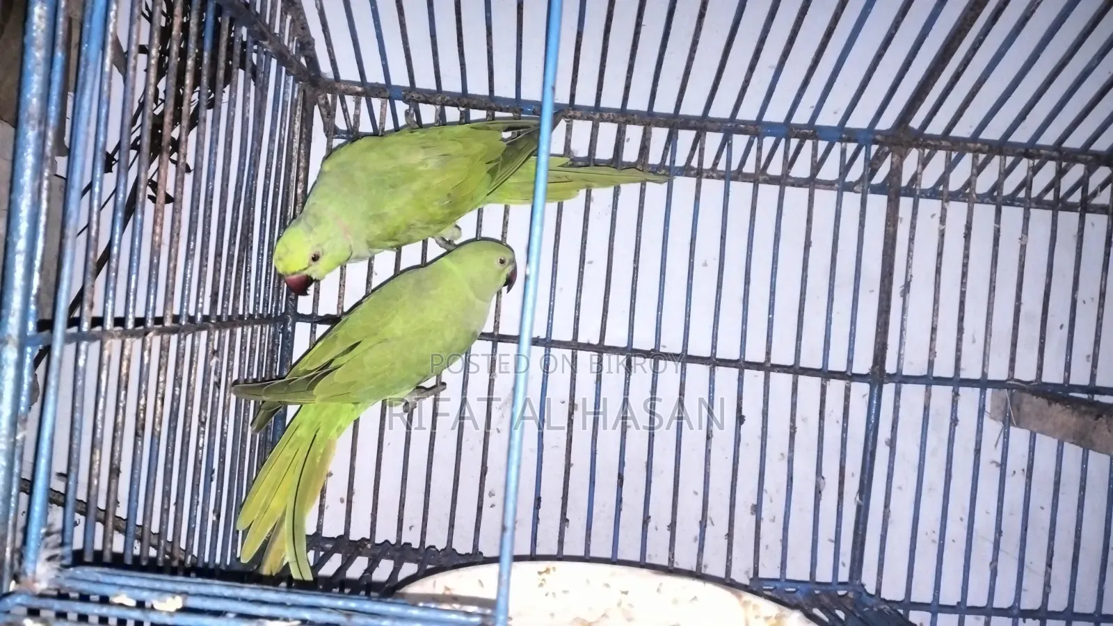 Deshi Ringneck Parrot Male and Female Paired