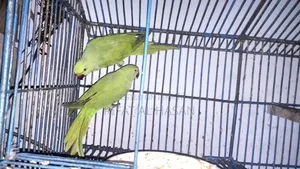 Deshi Ringneck Parrot Male and Female Paired