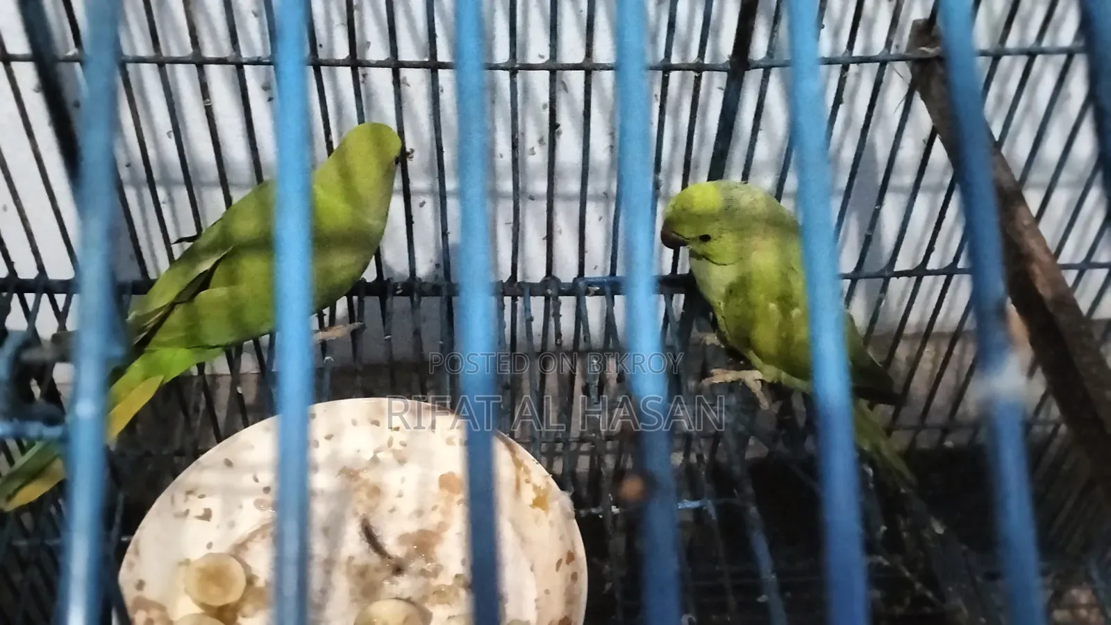Deshi Ringneck Parrot Male and Female Paired