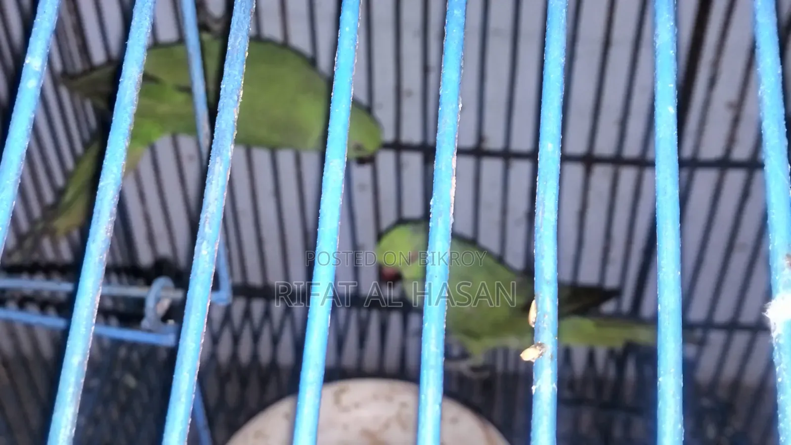 Deshi Ringneck Parrot Male and Female Paired