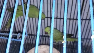 Deshi Ringneck Parrot Male and Female Paired
