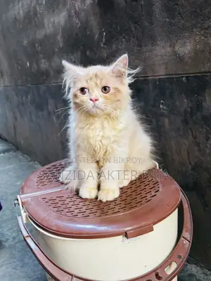 1-3 Months Male Purebred Persian