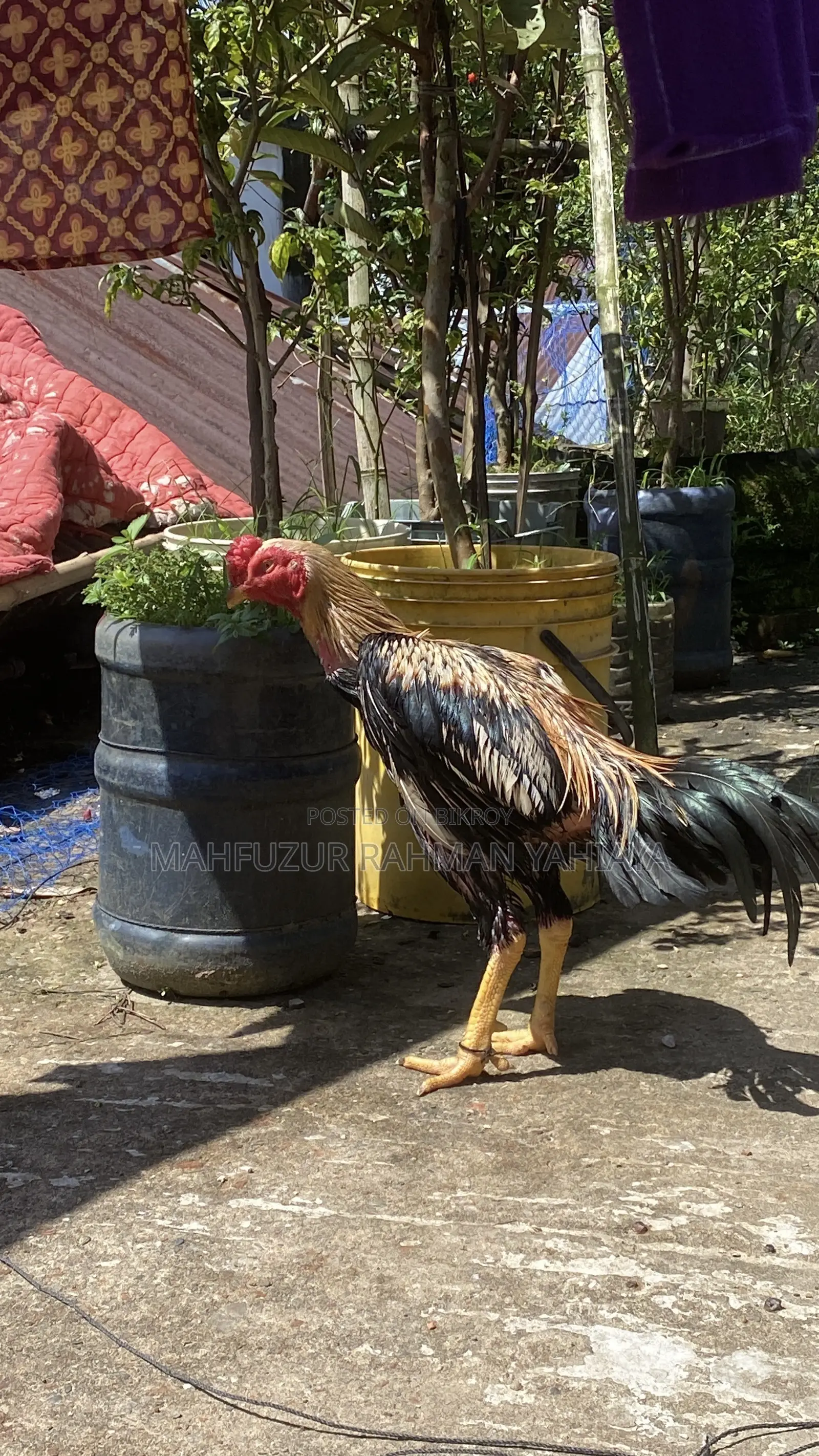 Aseel Rooster Java