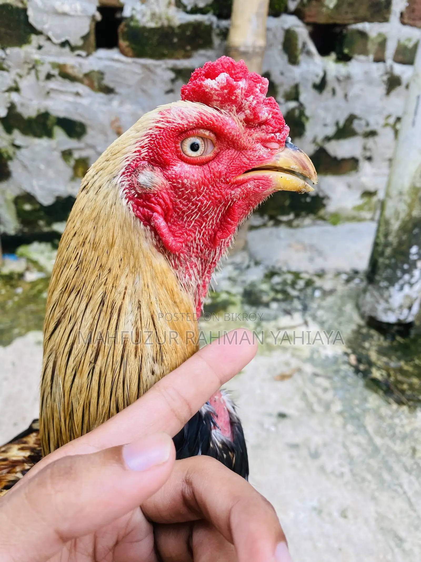 Aseel Rooster Java