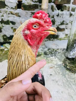 Aseel Rooster Java