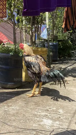Aseel Rooster Java