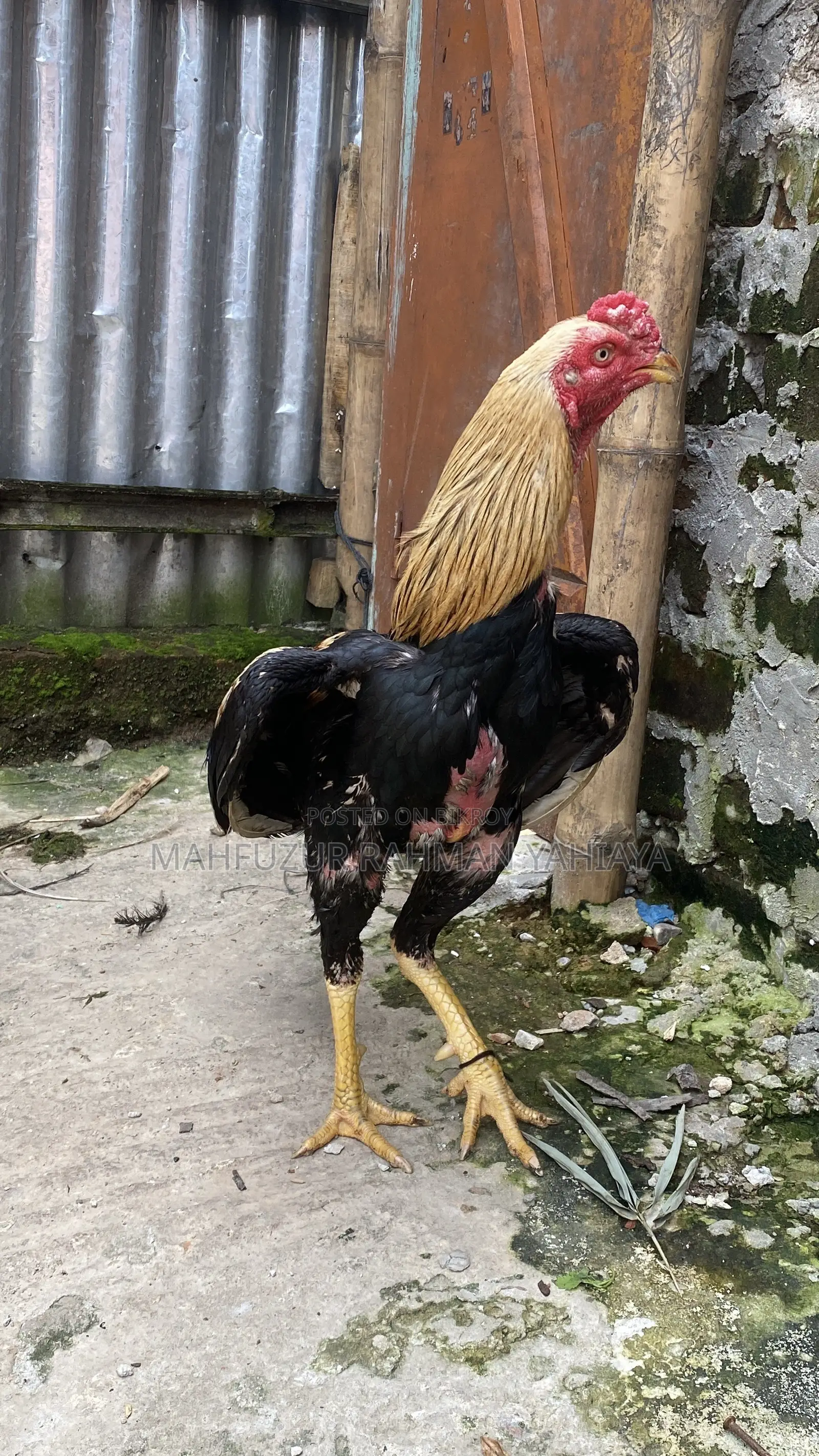 Aseel Rooster Java