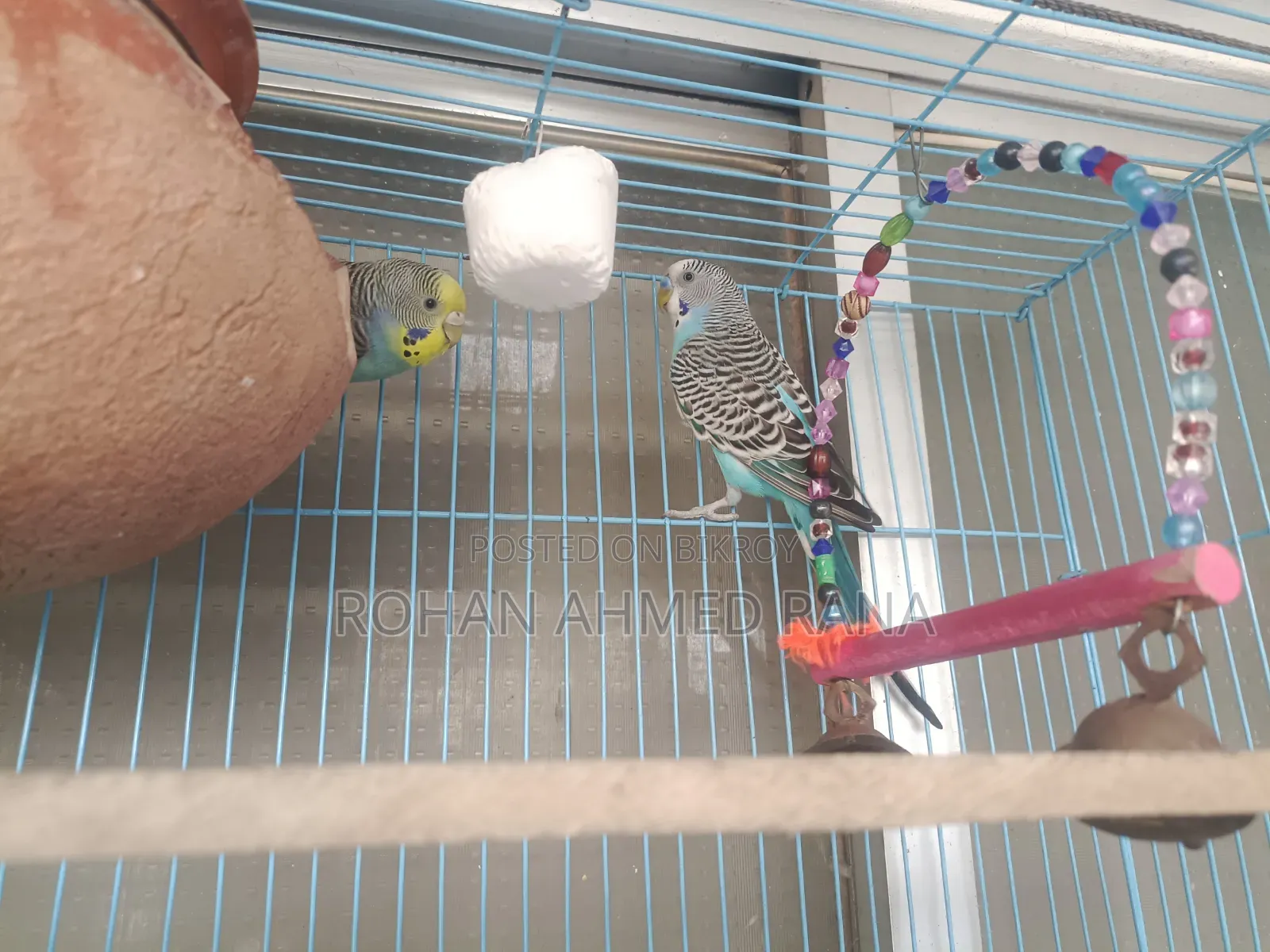 Budgie Adult Pair
