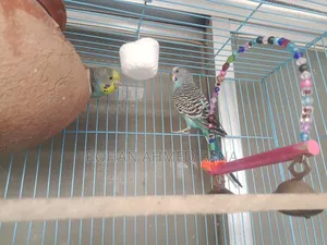 Budgie Adult Pair