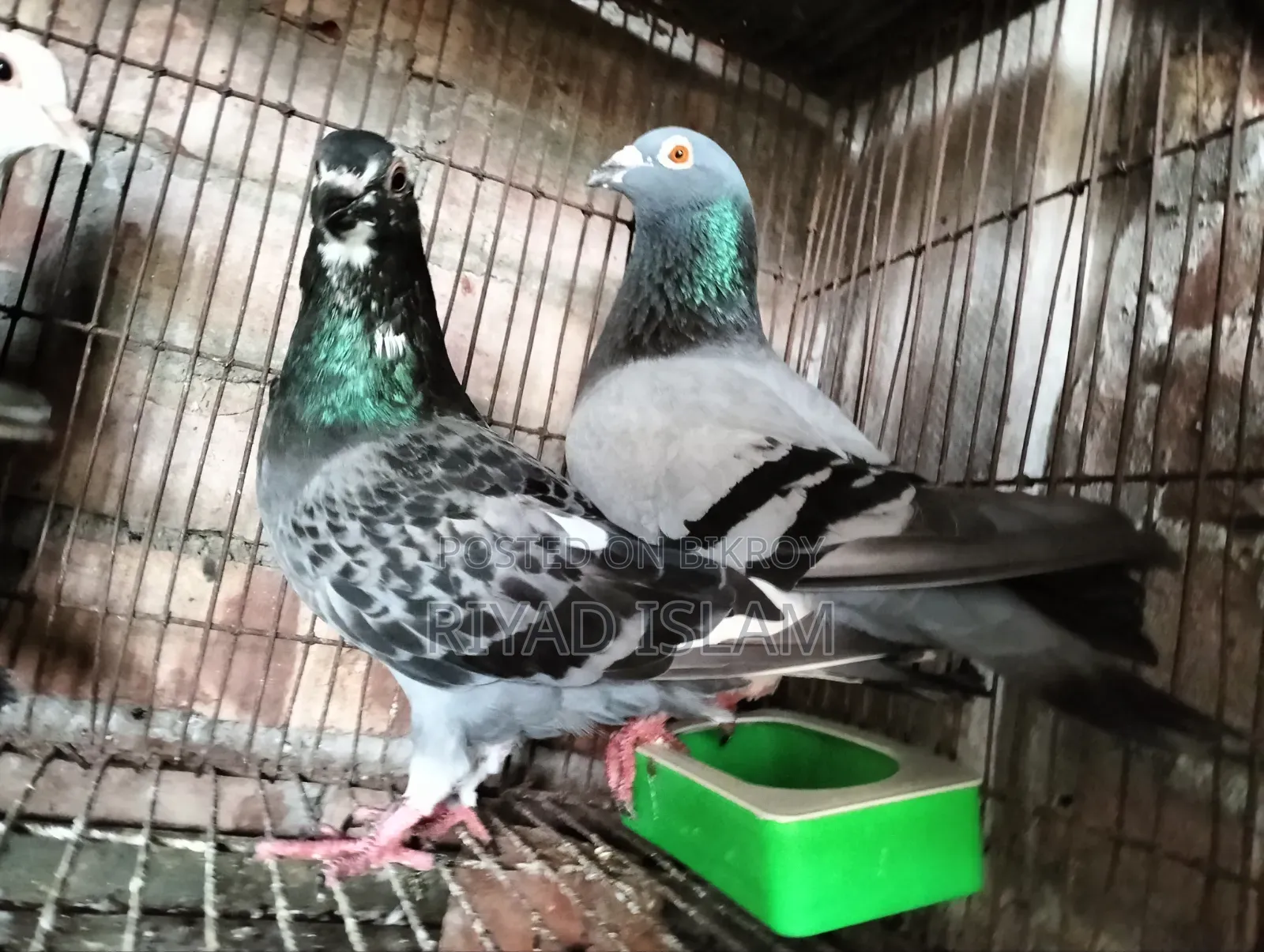 1 Pair Running Racer Pigeons