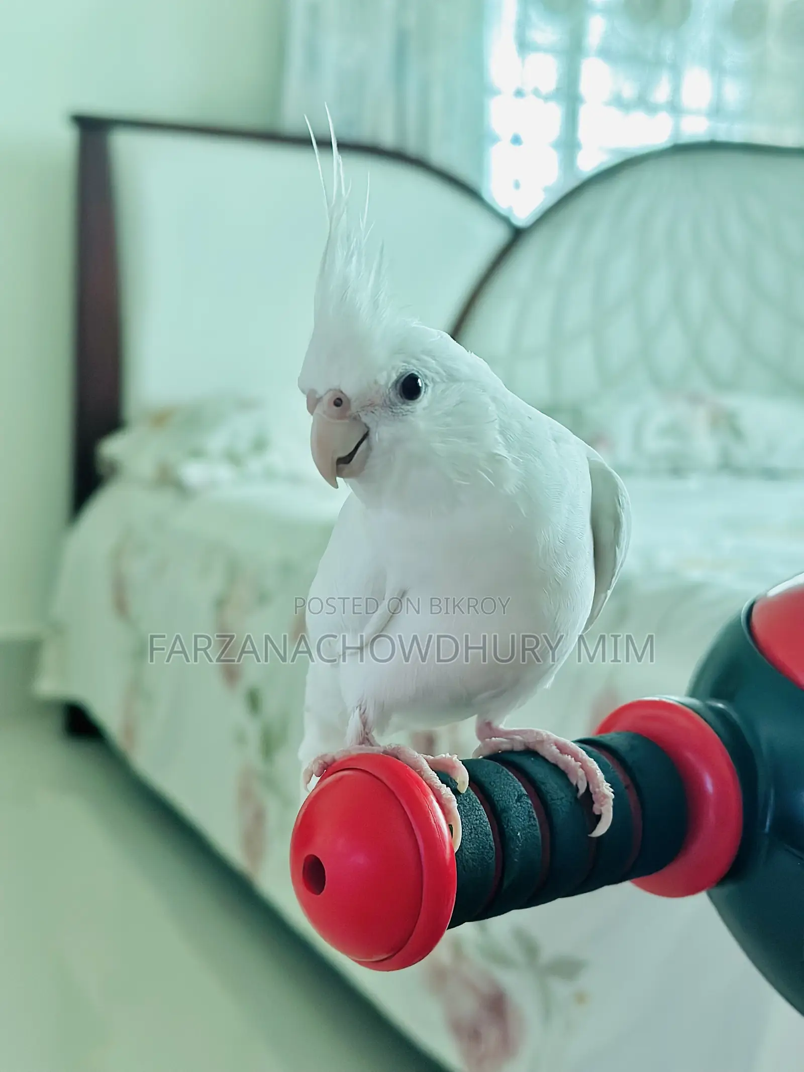 Cockatiel Bird Female