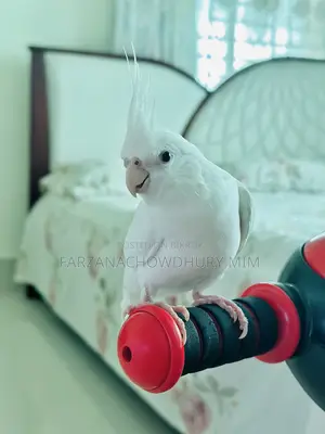 Cockatiel Bird Female