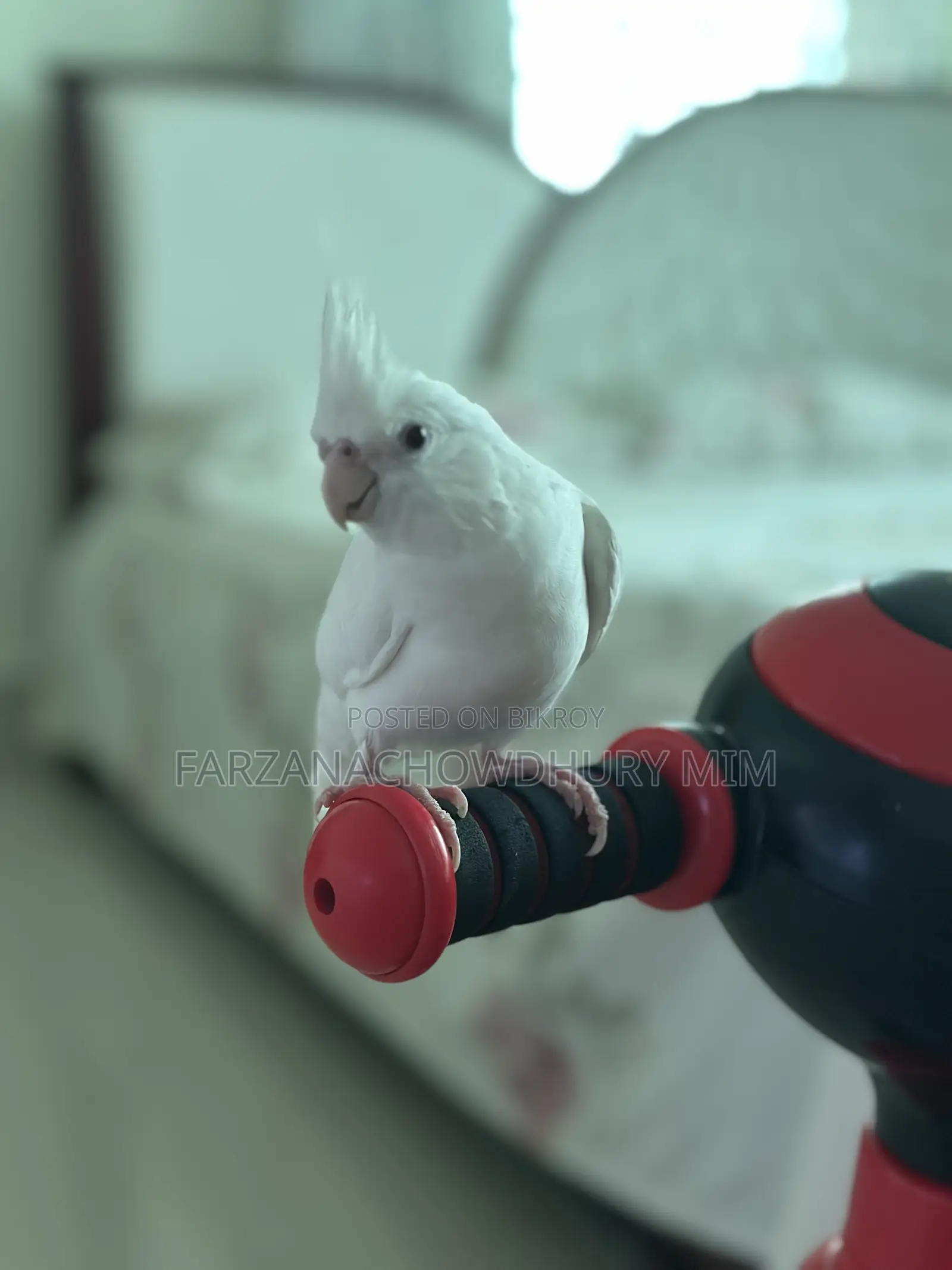 Cockatiel Bird Female