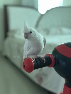 Cockatiel Bird Female