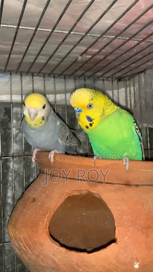 Bajis Bird