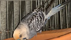Bajis Bird