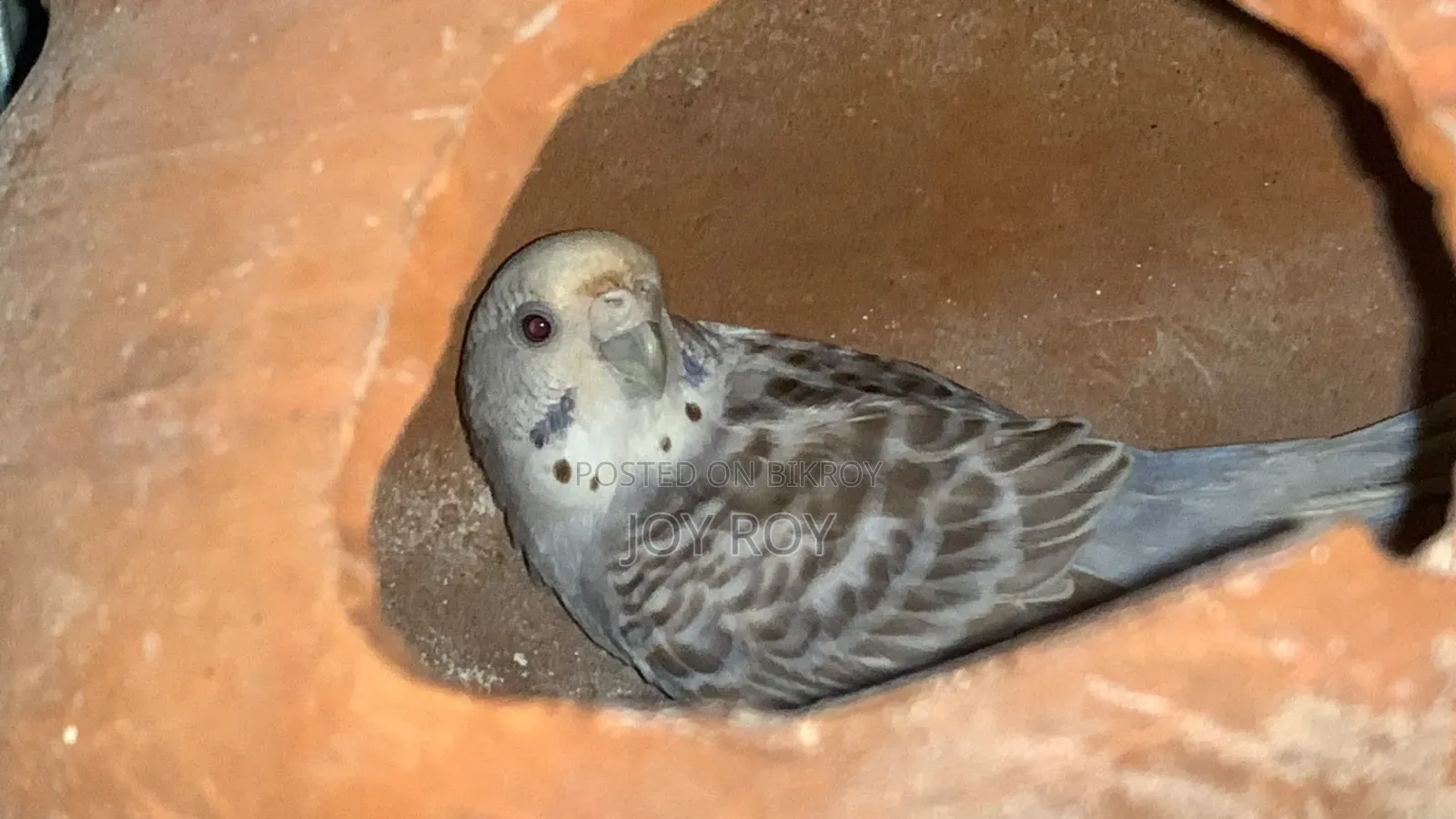 Bajis Bird