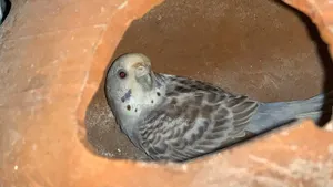 Bajis Bird