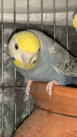 Bajis Bird