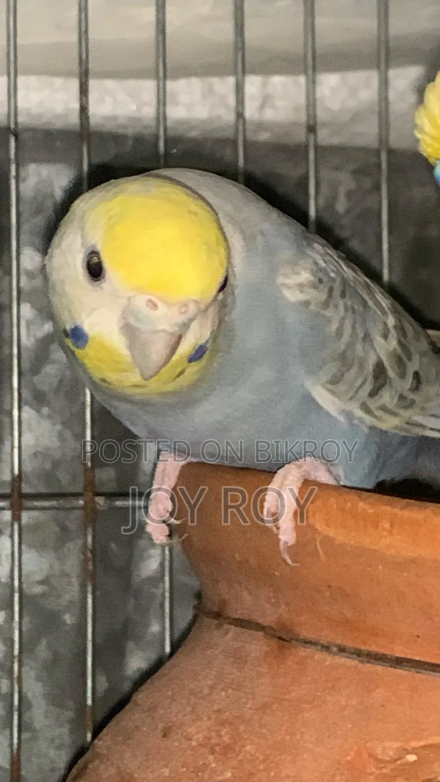 Bajis Bird