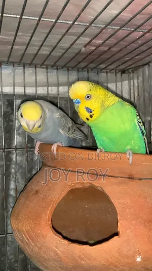 Bajis Bird